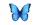 morpho