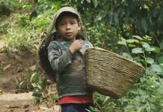 Child Coffee Labor