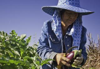 Farmworker in Blue