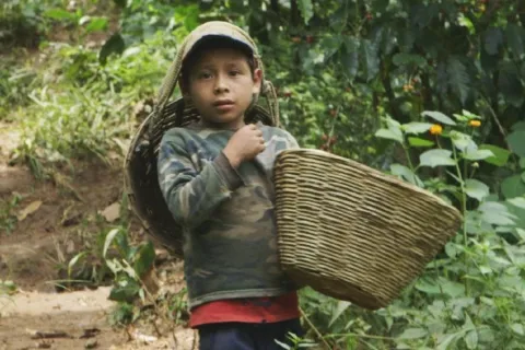 Child Coffee Labor